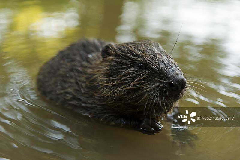 欧洲河狸幼崽，德国巴伐利亚州罗森海姆图片素材