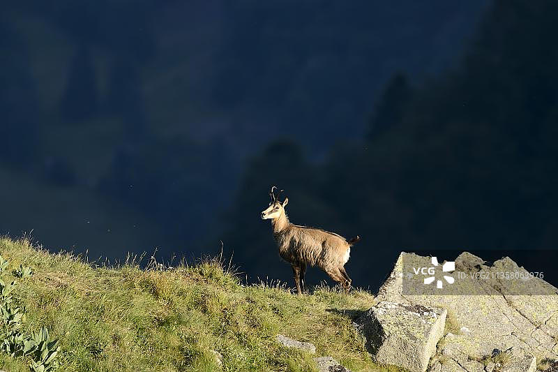 法国孚日山脉的羚羊图片素材