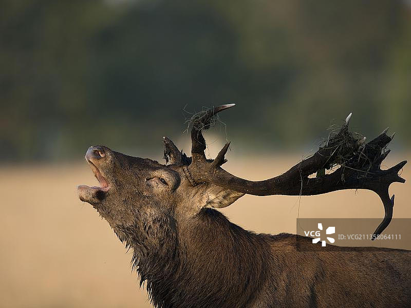 丹麦哥本哈根的雄性赤鹿图片素材