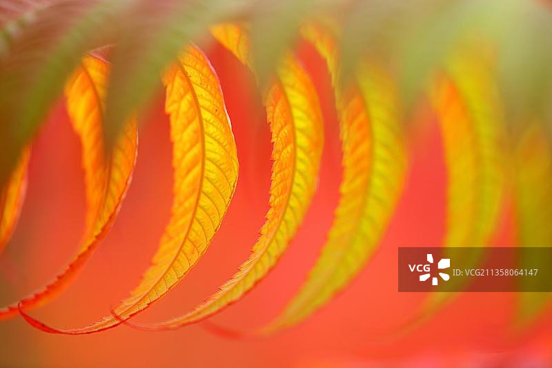 欧洲德国火炬漆树图片素材