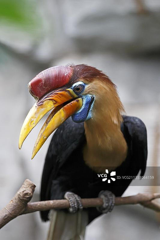 圈养的盔犀鸟图片素材