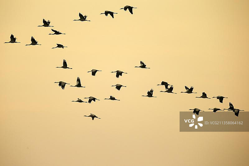 Common crane (Grus grus)，野生动物，德国梅克伦堡-前波莫瑞州 Vorpommersche Boddenlandschaft 国家公园图片素材