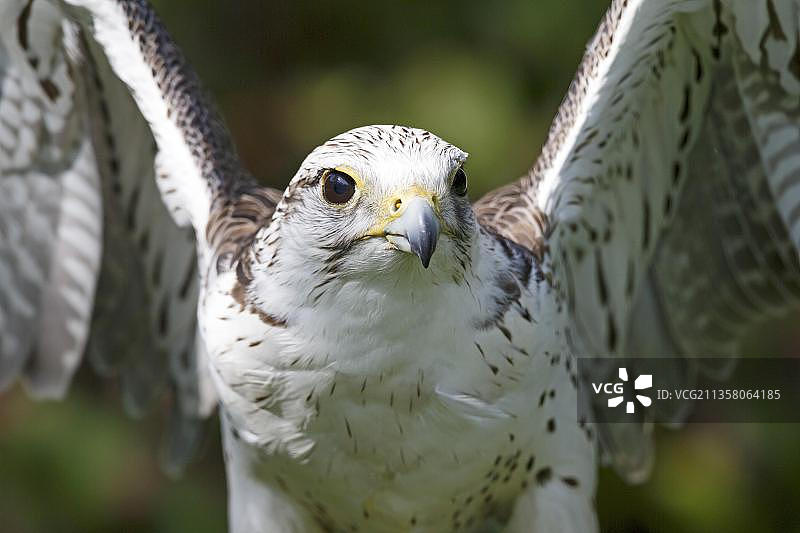 人工饲养的猎隼图片素材