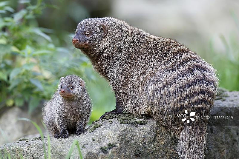 人工饲养的幼年带獴图片素材
