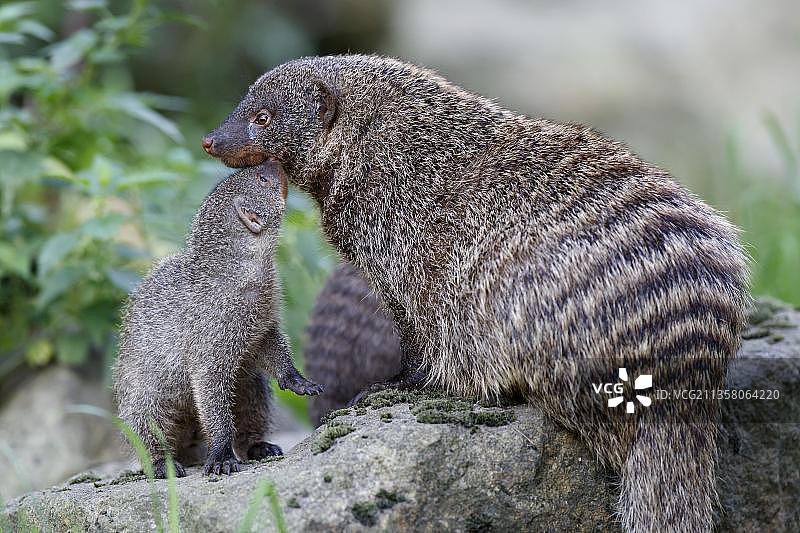 人工饲养的幼年带獴图片素材