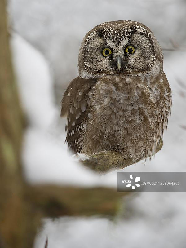 北鸮，德国莱茵兰-普法尔茨图片素材