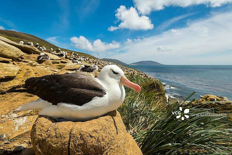 黑眉信天翁，福克兰群岛，南美洲图片素材