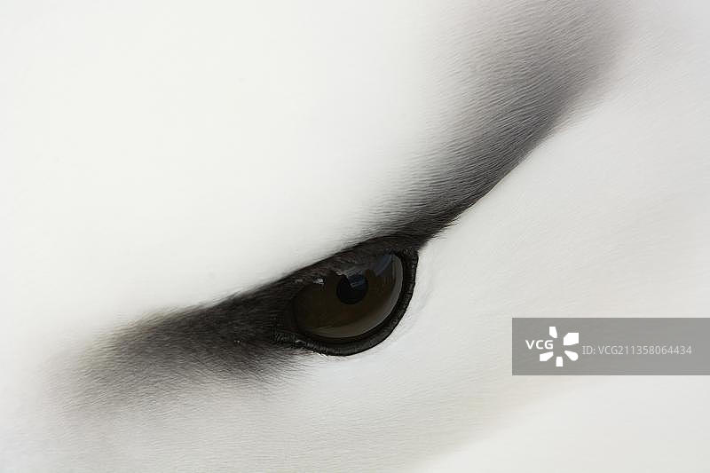 黑眉信天翁，福克兰群岛，南美洲图片素材