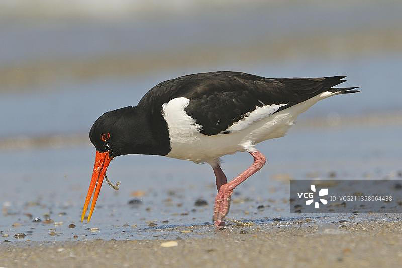 欧亚蛎鹬图片素材
