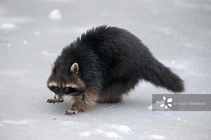 浣熊（Procyon lotor），圈养，巴伐利亚森林国家公园，冬季，德国，欧洲图片素材