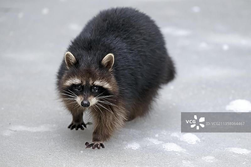 浣熊（Procyon lotor），圈养，巴伐利亚森林国家公园，冬季，德国，欧洲图片素材