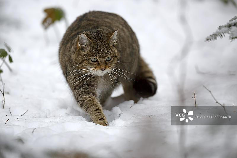 国家公园内的欧洲野猫，冬季，圈养，德国，欧洲图片素材