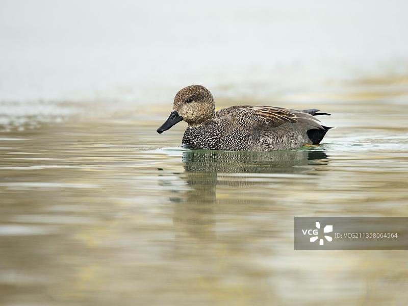 赤膀鸭，德国康斯坦茨，博登湖，欧洲图片素材