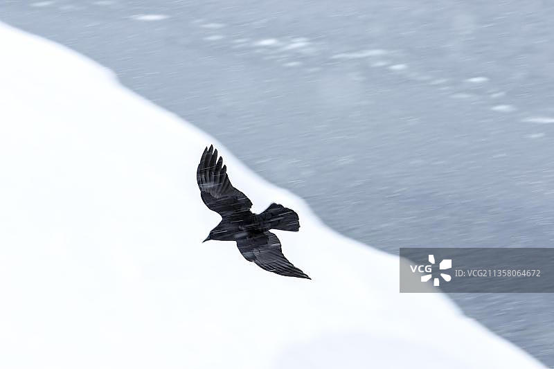 冬季加拿大魁北克雪地上飞翔的普通渡鸦图片素材