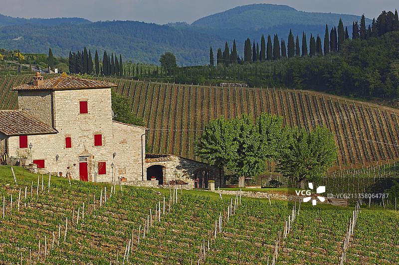 意大利托斯卡纳基安蒂葡萄园图片素材