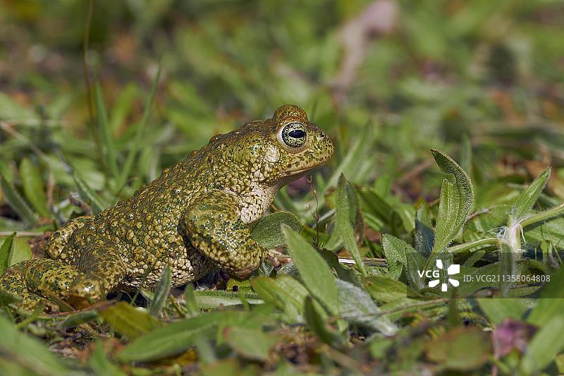 花背蟾蜍图片素材