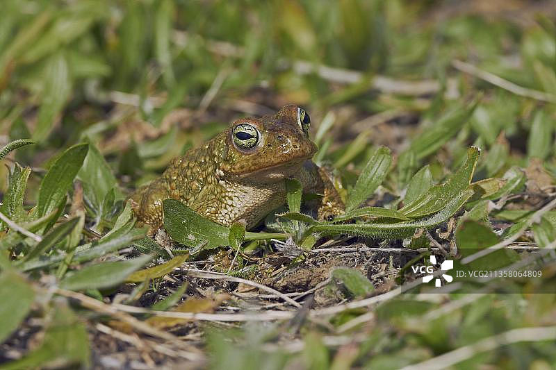 花背蟾蜍图片素材