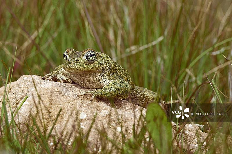 花背蟾蜍图片素材