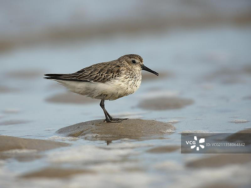 Dunlin (Calidris alpina)图片素材