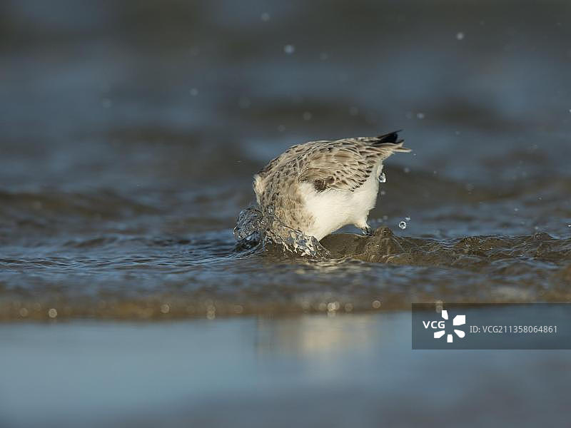 荷兰泰塞尔岛的矶鹬图片素材