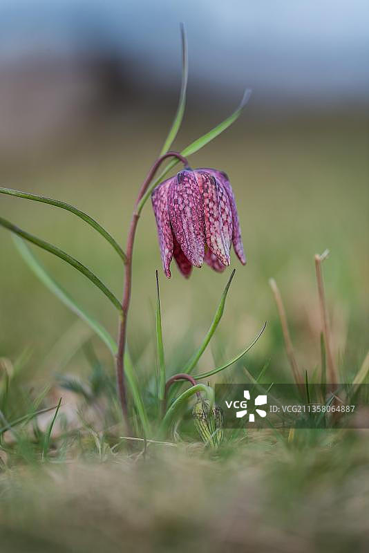 贝母（Fritillaria meleagris），德国下萨克森图片素材