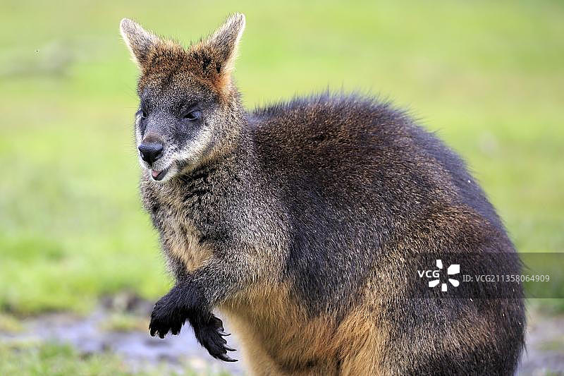 红颈袋鼠图片素材