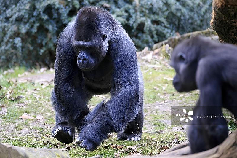 低地大猩猩（人工饲养）图片素材