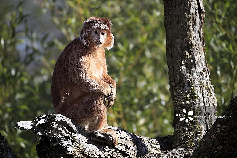 圈养的爪哇叶猴图片素材