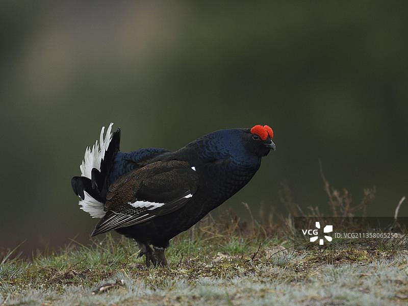 求偶中的黑琴鸡图片素材
