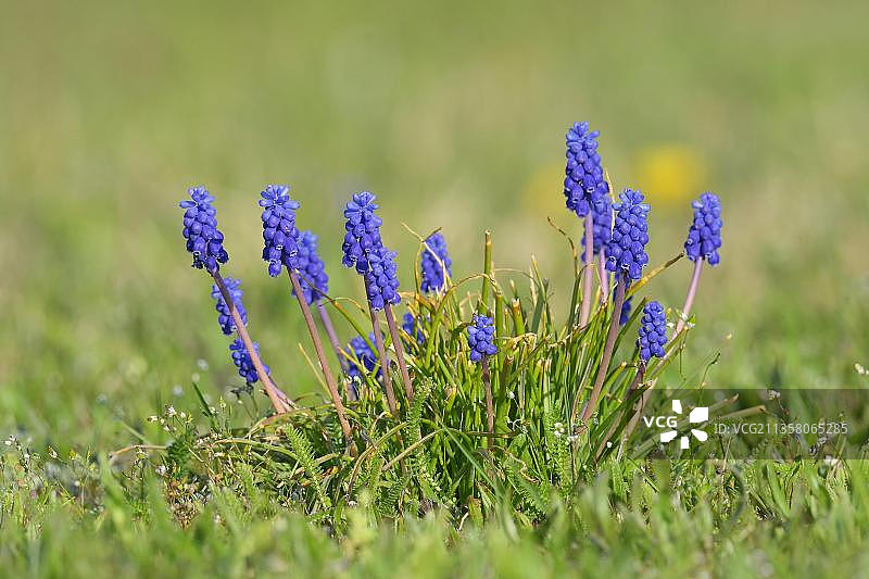 葡萄风信子图片素材