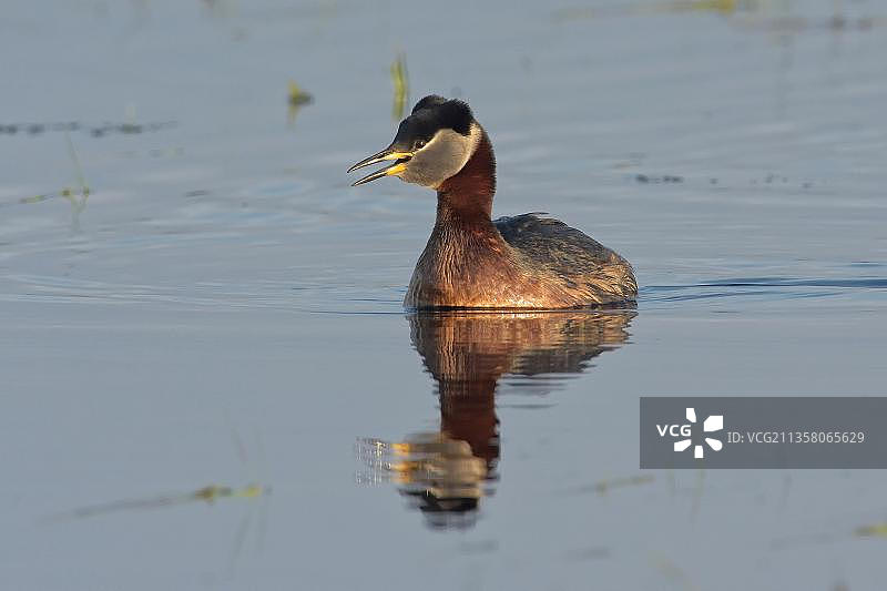 赤颈鸊鷉图片素材