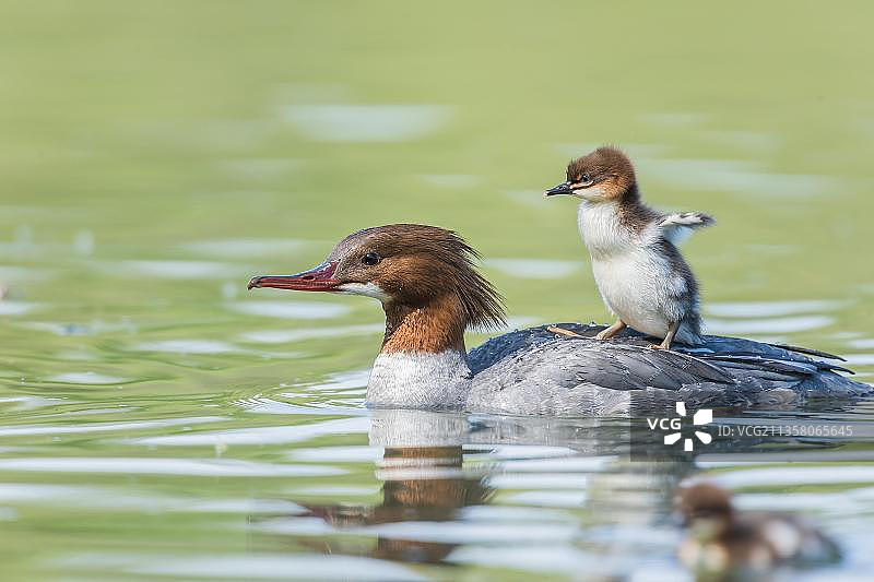 白秋沙鸭（Mergus merganser）图片素材