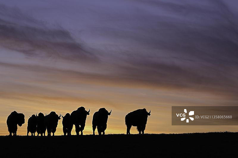 美洲野牛，德国巴登-符腾堡州图片素材