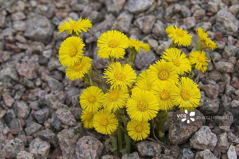 款冬（蜂斗菜）（辐射蜂斗菜）在岩石地形中开花图片素材