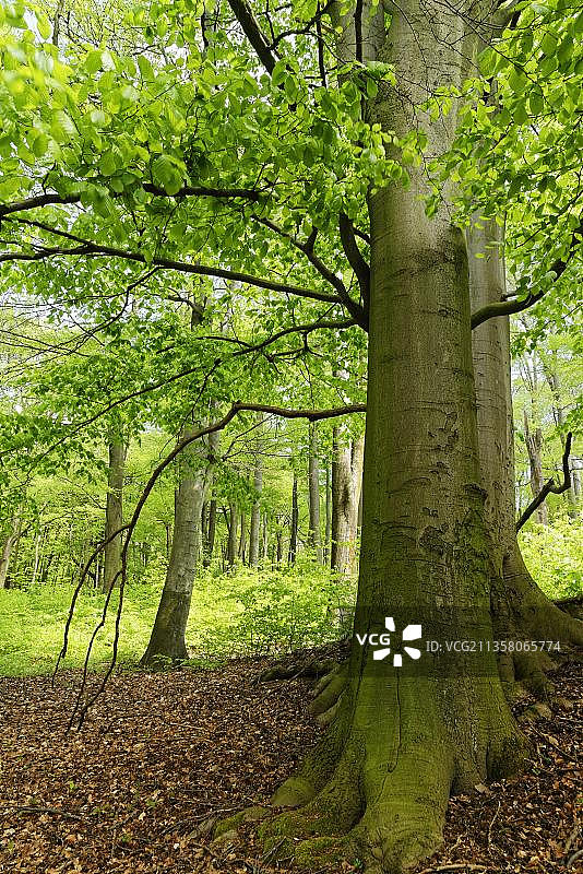 欧洲山毛榉，德国克雷费尔德于尔瑟山保护区图片素材