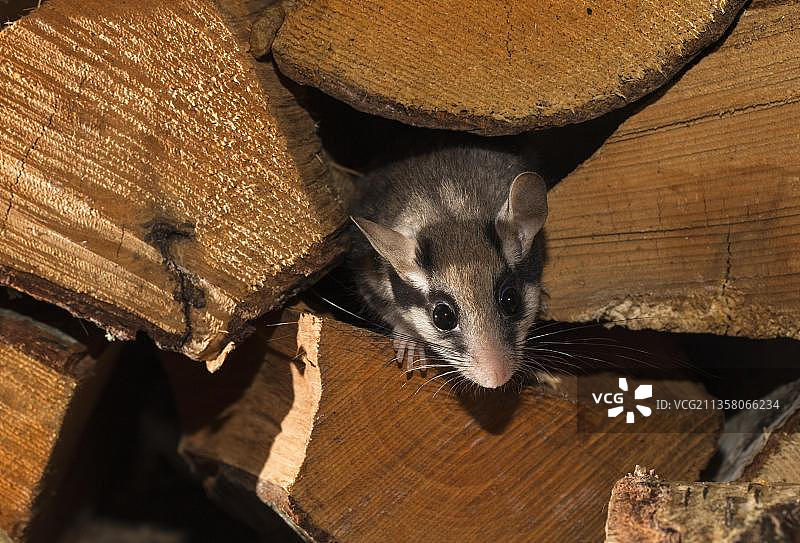 花园睡鼠幼崽（学名：Eliomys quercinus），在欧洲的木堆里向外看图片素材