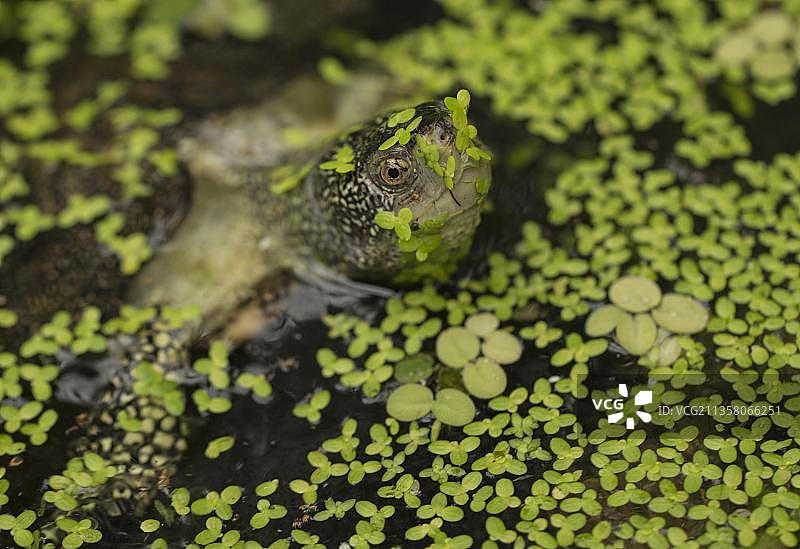 在满是浮萍的池塘中游泳的欧洲池龟图片素材