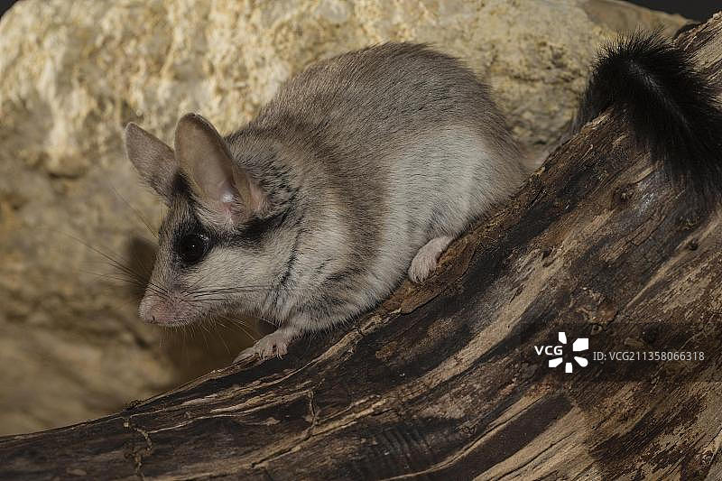 非洲亚洲成年雌性亚洲园睡鼠图片素材