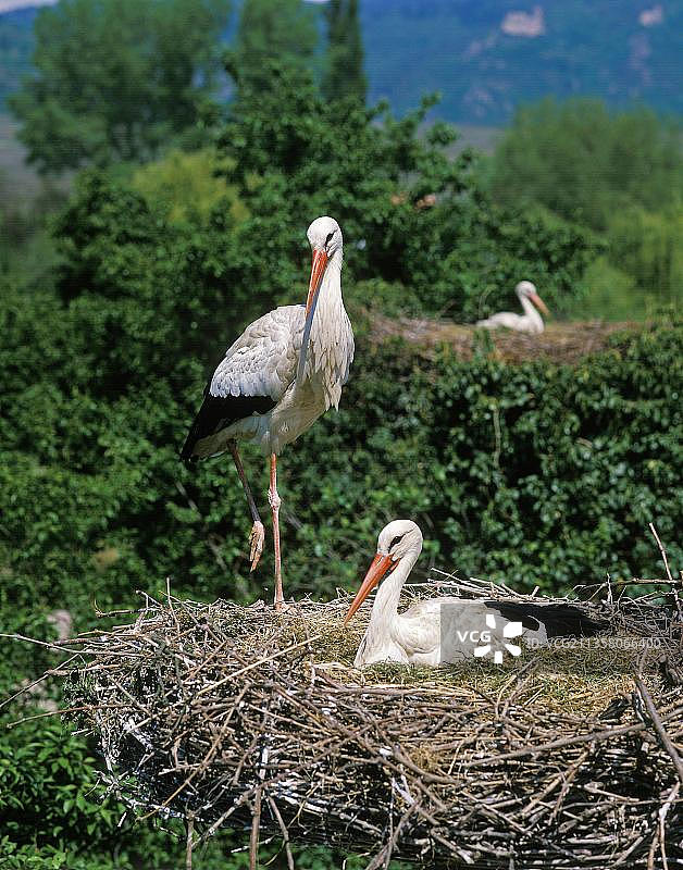 阿尔萨斯鹳鸟巢图片素材