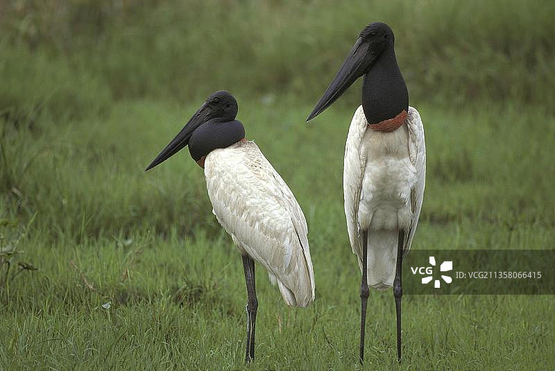 美洲鹳在巴西潘塔纳尔湿地草地上图片素材