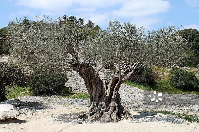法国朗格多克-鲁西永加尔桥附近的橄榄树图片素材