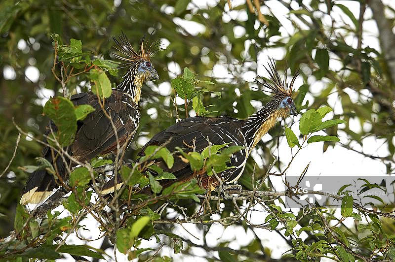 委内瑞拉洛斯利亚诺斯麝雉图片素材