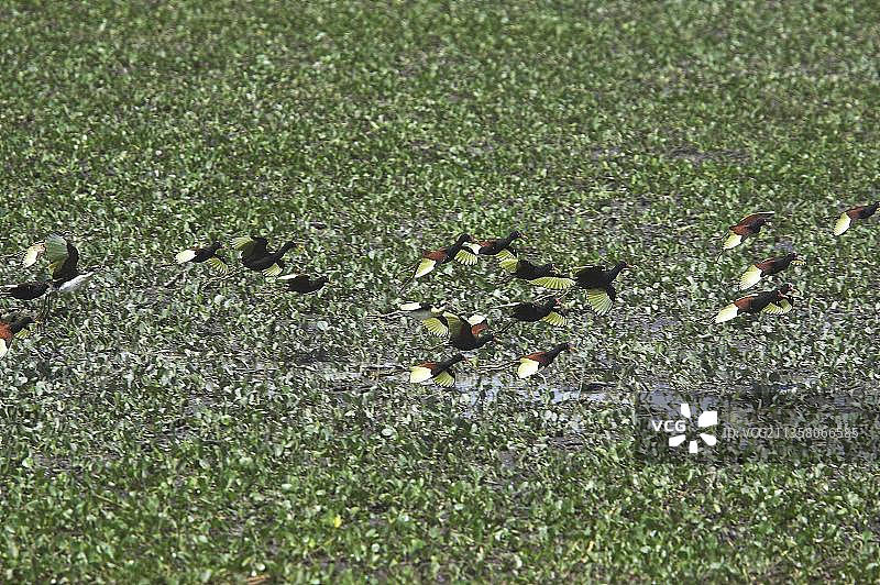 委内瑞拉洛斯亚诺斯飞行中的距翅水雉群图片素材