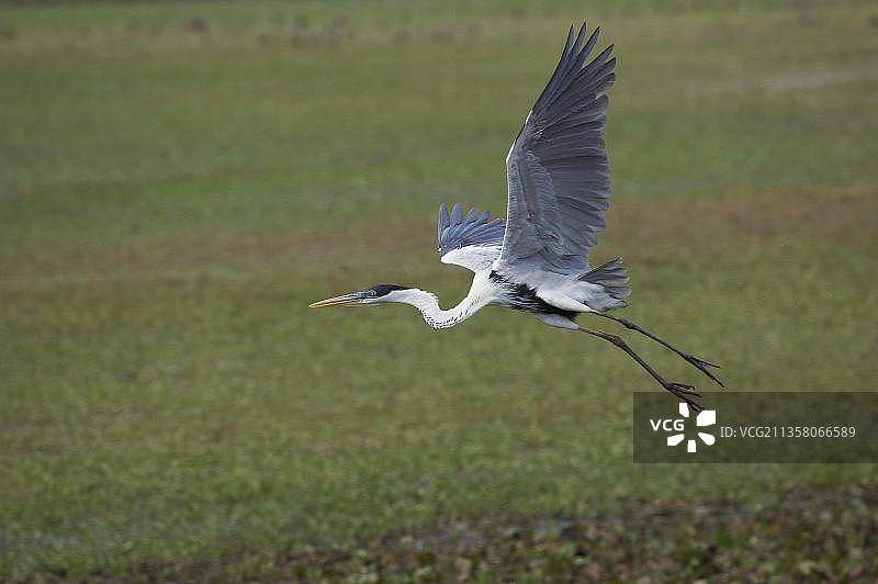 飞行中的白颈鹭（Ardea cocoi），成年，委内瑞拉的洛斯亚诺斯图片素材