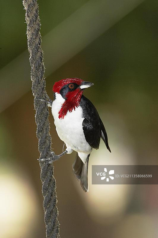 委内瑞拉洛斯亚诺斯，悬挂在绳子上的红帽主教鸟图片素材