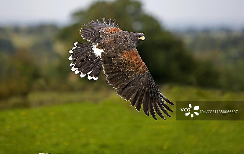 飞行中的成年哈里斯鹰（Parabuteo unicinctus）图片素材