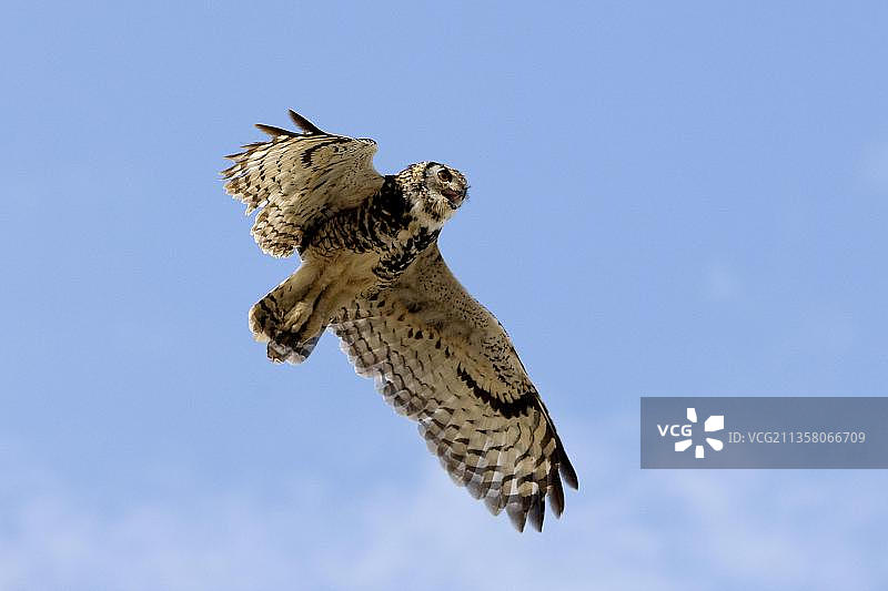 成年开普鹰鸮（bubo capensis）在蓝天下飞行图片素材