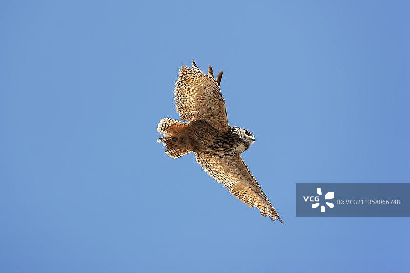 飞翔的南非雕鸮图片素材