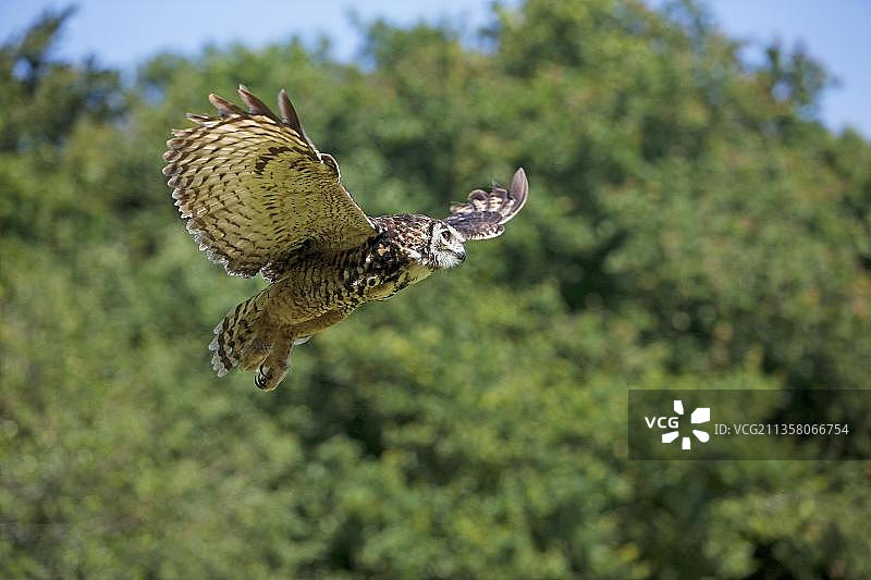 飞行的非洲大雕鸮图片素材
