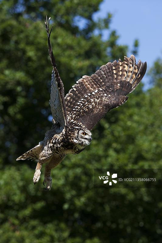 飞行的非洲大雕鸮图片素材
